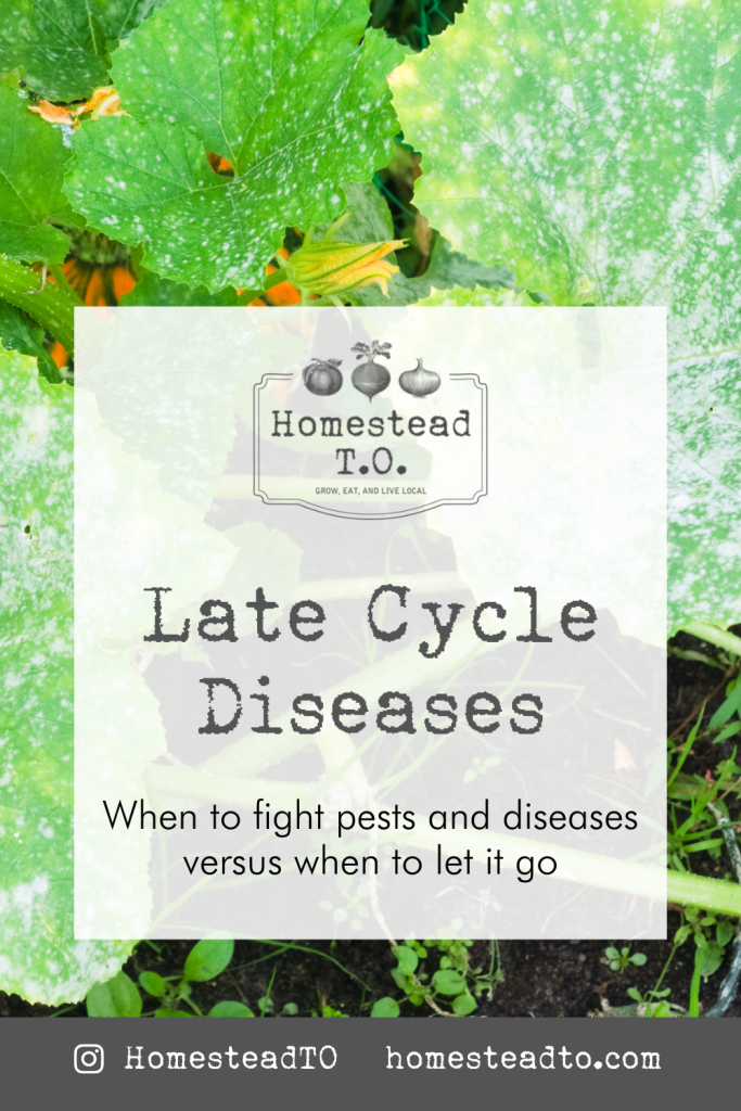 Image linked to our mini gardening guide, Late Cycle Diseases: when to fight pests and diseases versus when to let it go