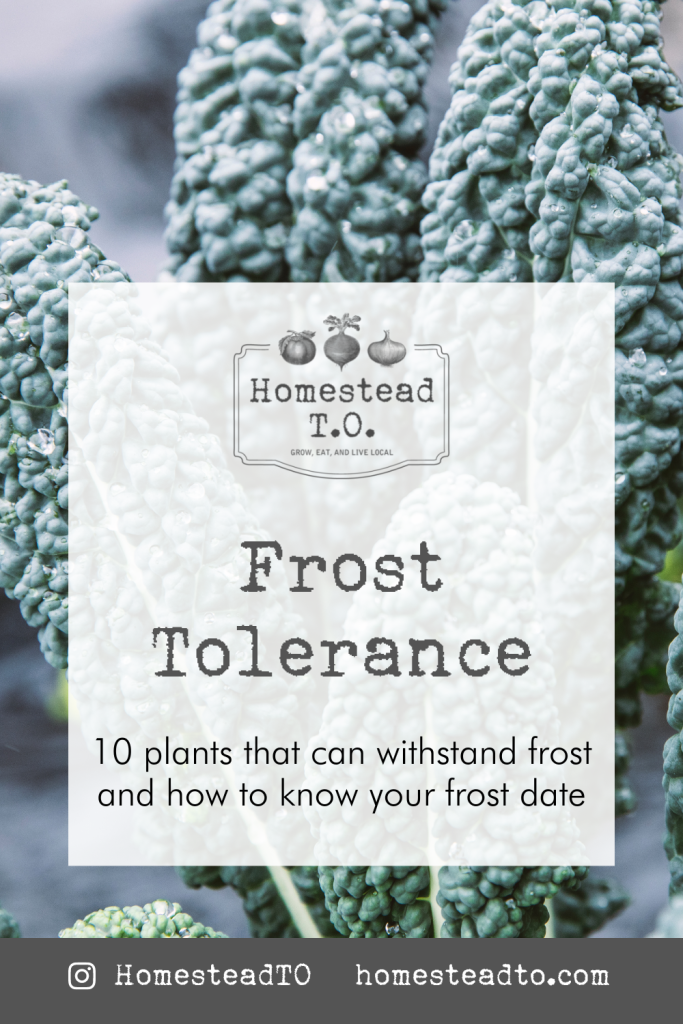 Image linked to our mini gardening guide, Frost Tolerance: ten plants that can withstand frost and how to know your frost date